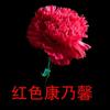 红色康乃馨(播音张家声)